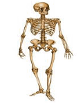 Ilustração de um esqueleto humano