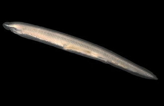 Branchiostoma lanceolatum Imagem de um Branchiostoma lanceolatum