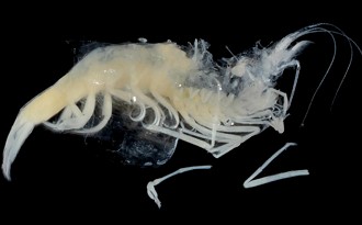 Foto de um Camarão-cego-de-caverna