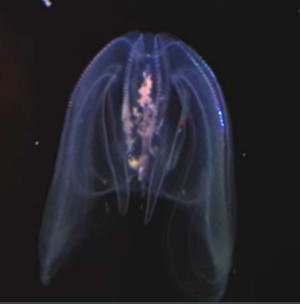 Ctenófero bioluminescente Ctenófero bioluminescente
