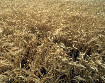 Foto de uma planta&ccedil;&atilde;o de cevada