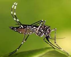 Aedes aegypti, vetor da dengue