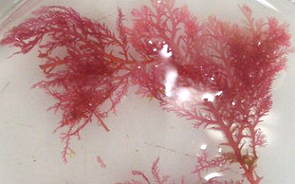 Alga vermelha Ptilothamnion
