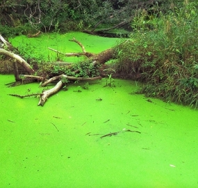 Lago com plantas ao redor e água verde com presença de algas