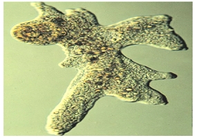Foto de uma ameba verde