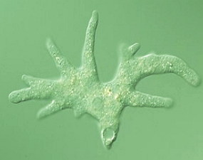 Imagem de uma ameba proteus ampliada em microscópio