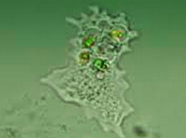 Entamoeba histolytica: exemplo de protozoário ameboide