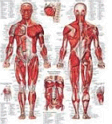 Anatomia: estudo do corpo humano