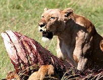 Animais carnívoros: carne como principal alimento