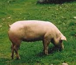 Porco: exemplo de animal onívoro