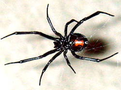 Foto de uma aranha viuva negra