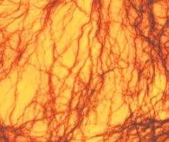 Imagem de microscópio mostrando artérias