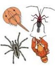 Artrópodes: invertebrados com corpos articulados