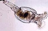 Asquelminto do filo rotifera (imagem de microscópio)