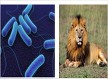 Bactéria (ser autótrofo) e leão (heterótrofo carnívoro)