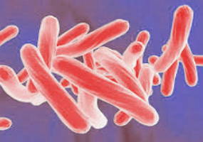 Imagem de microscópio do bacilo da tuberculose