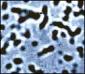 Bactérias: imagem de microscópio