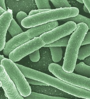 Imagem ampliada de bactérias da Escherichia coli