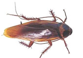 Barata: um inseto que pode transmitir doenças