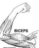 Bíceps: importante músculo do braço