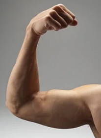 Foto de um braço humano com destaque para o bíceps