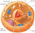 Célula: principal foco dos estudos da Biologia Celular