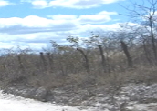 Bioma caatinga: encontrado no sertão nordestino