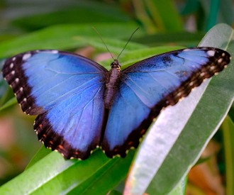 Foto de uma borboleta-azul
