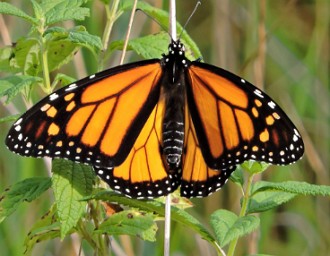 Foto de uma Borboleta Monarca
