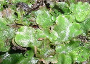 Lunularia cruciata, exemplo de briófita hepática