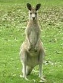 Canguru: um marsupial típico das planícies da Austrália