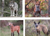 Família Canidae: lobos, cães, raposas entre outros