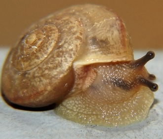 Caracol de jardim Foto de um caracol de jardim