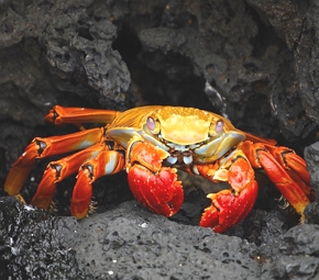 Foto de um caranguejo vermelho e amarelo