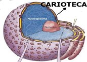 Carioteca: o envoltório nuclear da célula eucarionte