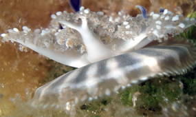 Foto de uma cassiopea, animal marinho