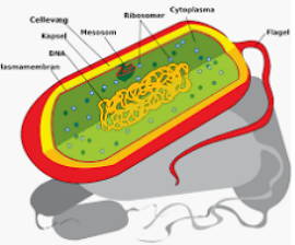 representação de uma célula procarionte