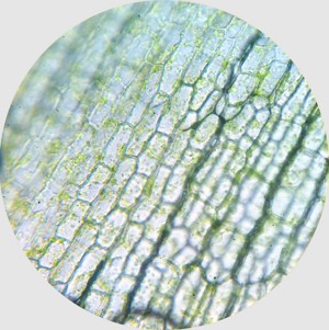 Imagem de uma célula vegetal vista no microscópio Imagem de uma célula vegetal vista no microscópio