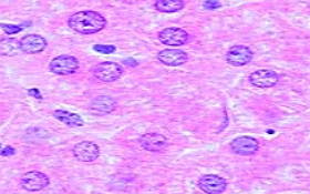 Células hepáticas, imagem de microscópio