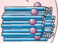 Ilustração mostrando o formato dos centríolos
