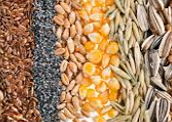 Cereais: ricos em amido e outros nutrientes