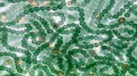 Imagem de microscópio de cianobactérias