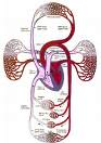 Sistema circulatório: sangue, coração e vasos sanguíneos