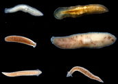 Platelmintos: vermes de diversos tipos