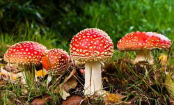 Foto de fungos vermelhos