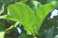 Clorofila: responsável pela cor verde das plantas