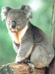 Coala: o ursinho-da-austrália