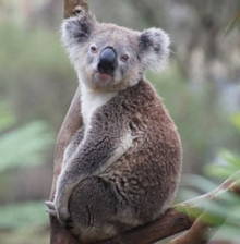 Foto de um coala num galho de árvore