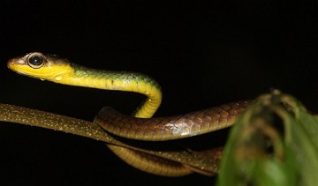 Foto de uma cobra-cip&oacute;