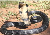 Cobra-real: uma serpente venenosa e comum na Ásia